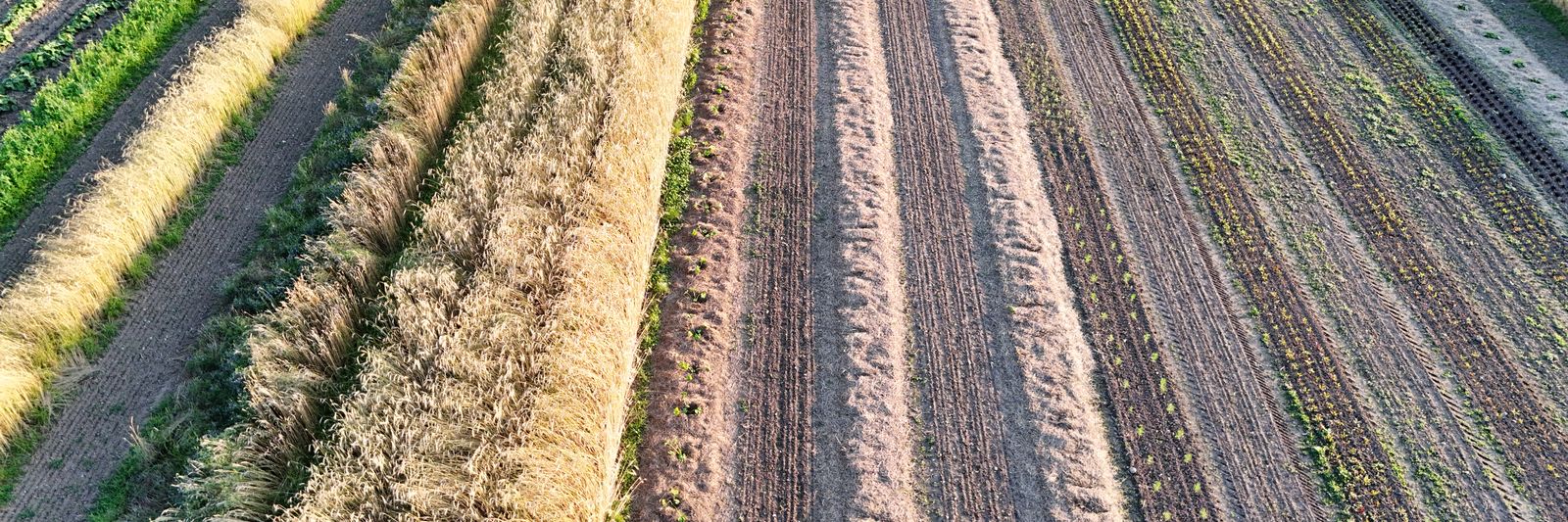 Luftaufnahme der Streifenfelder im HofLabor im Abendlicht